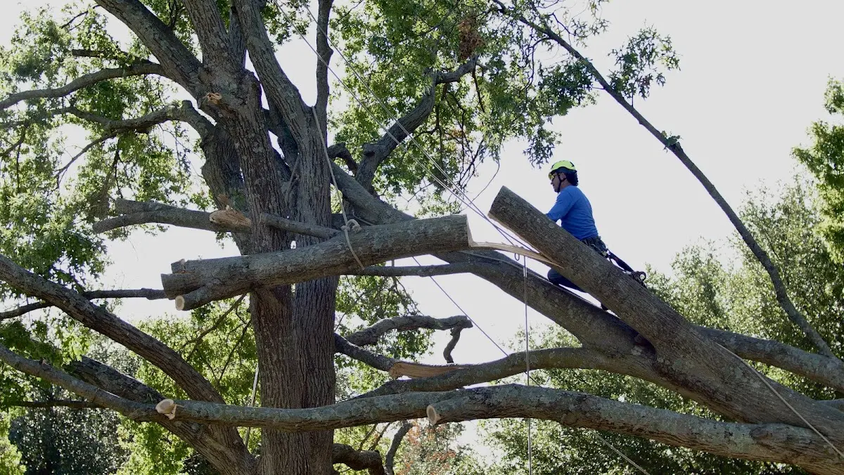 Professional Crown Thinning performed by certified arborists in Elkins