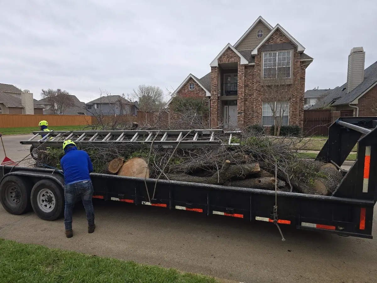 Expert Tree Removal with proper safety equipment in Elkins